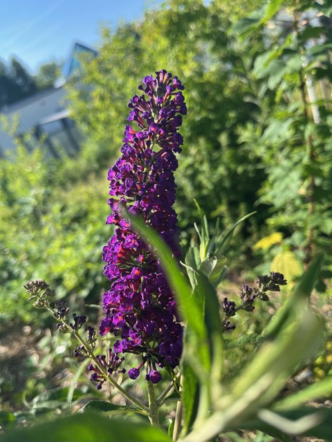 Buddleia davidii, June 2026Credit- Renate Poccia