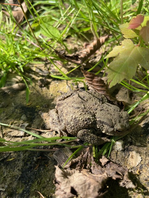 Bufo bufo, June 2026