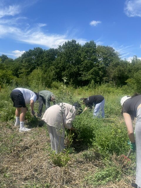 Applied Literary and Cultural Studies Students’ Mini Forest Maintenance June 2026 Credit: Vanessa Agnew